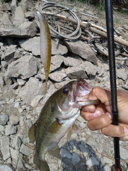 ディープから2本