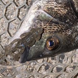 広島チニング昼チヌトップ、夜敷石ネチネチニング