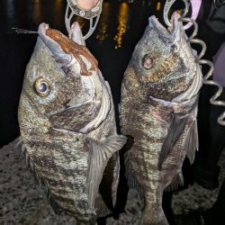 自作ペンシルでチヌトップ→ナイト敷石ダッドフィーバー