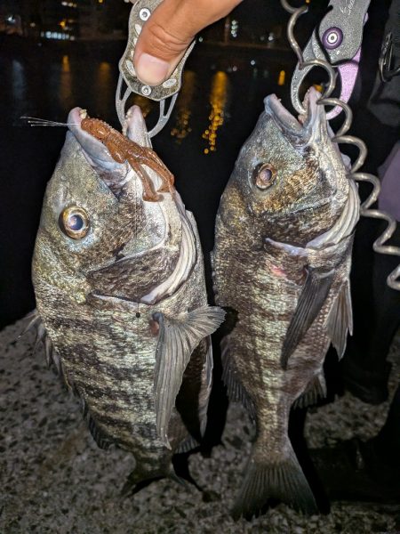 自作ペンシルでチヌトップ→ナイト敷石ダッド…