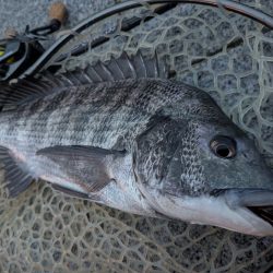 広島チニング棚部会!