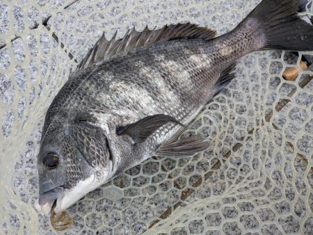 広島チニング小型のバイトに後輩リグ！