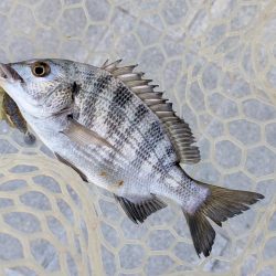 広島チニング九州の凄腕をガイド