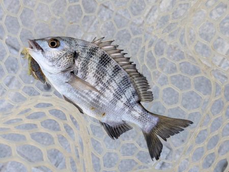 広島チニング九州の凄腕をガイド