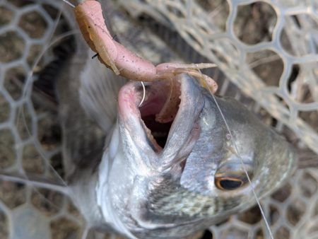 広島短時間下見チニング