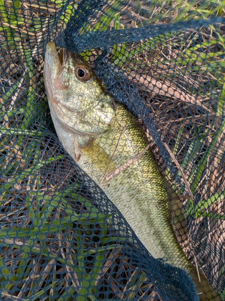 アジングタックルで家前fishing！