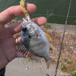 広島チニング〜チビレ地獄を求めて〜