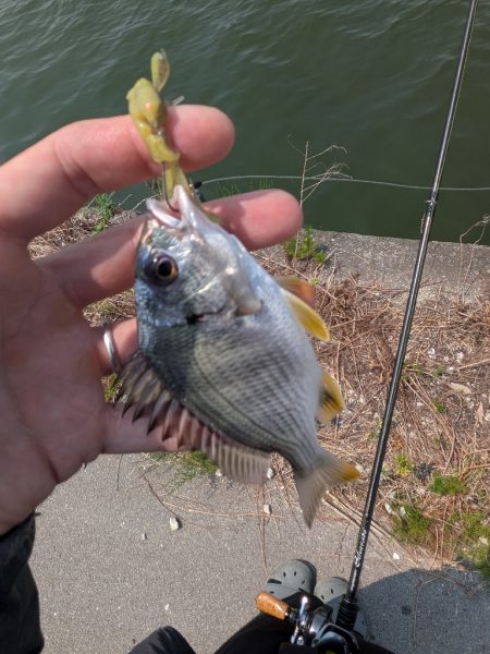 広島チニング〜チビレ地獄を求めて〜