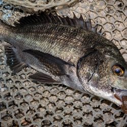 広島敷石ネチネチニング