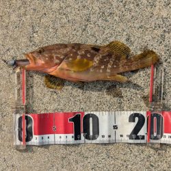 アオリ厳しくアコウゲーム