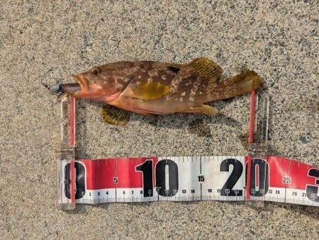 アオリ厳しくアコウゲーム