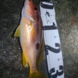 ｲﾉｼｼ遭遇、釣りは渋い、汗だく