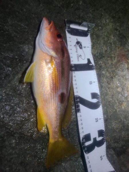 ｲﾉｼｼ遭遇、釣りは渋い、汗だく