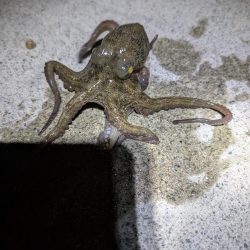 妻、マダコ初ゲット