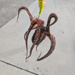 マダコ　ツ抜けならず