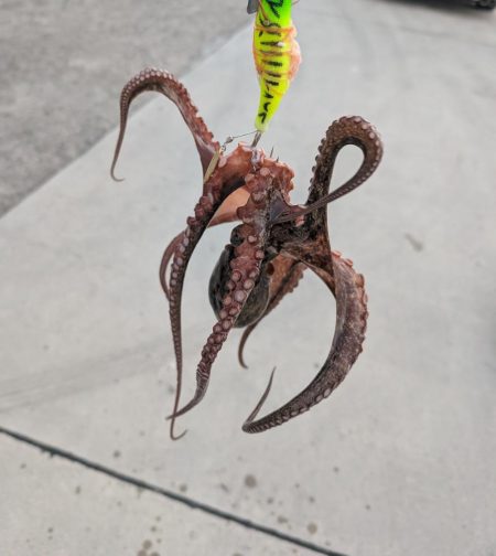 マダコ　ツ抜けならず