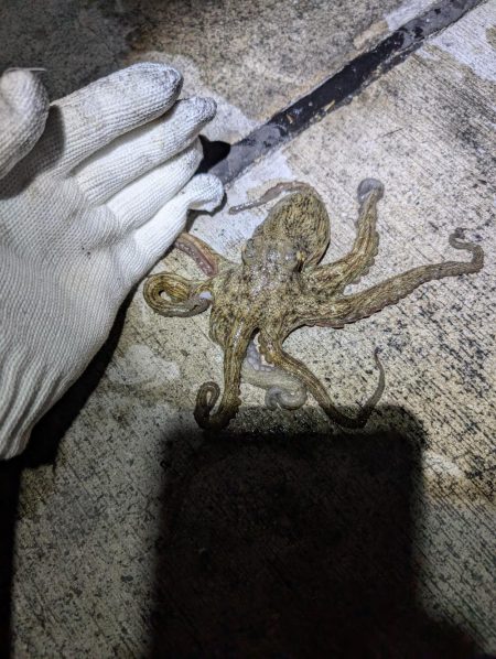 マダコ釣り20250820