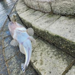 丸1日！広島市内チニング