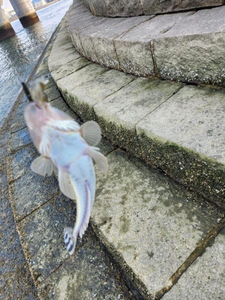 丸1日！広島市内チニング