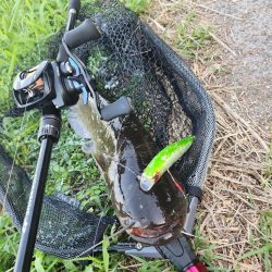 初場所！ナマズ探し