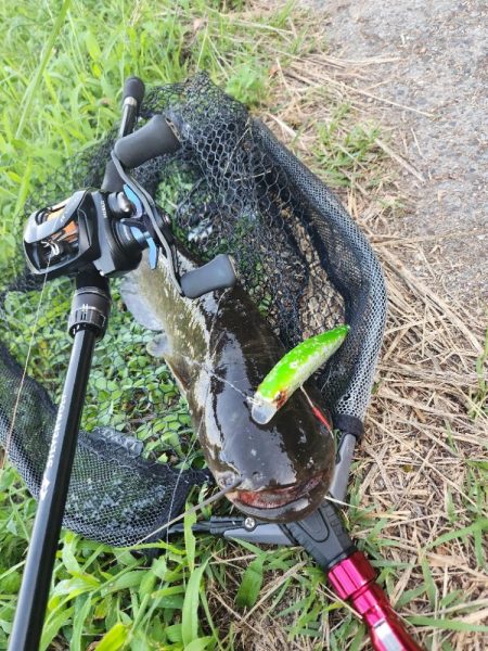 初場所！ナマズ探し