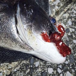 敷石ナイトチニング