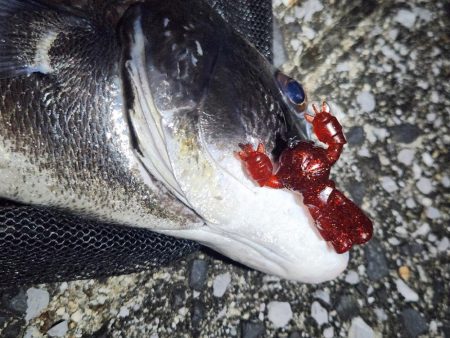 敷石ナイトチニング