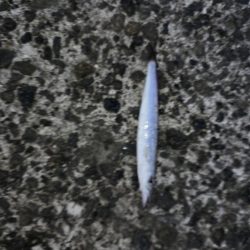 酷暑との戦い…六目釣り