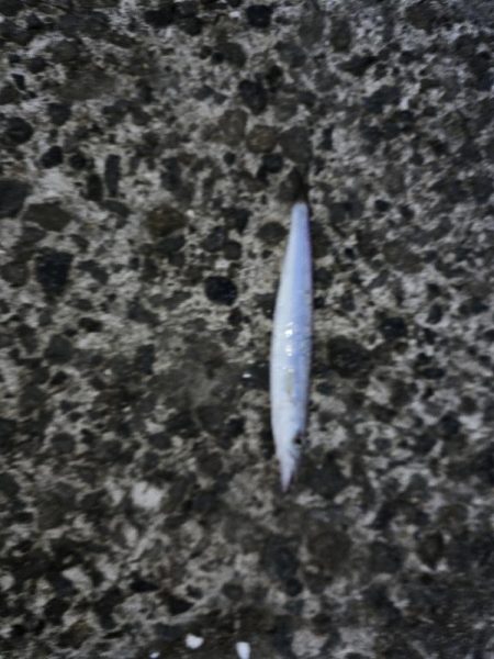 酷暑との戦い…六目釣り