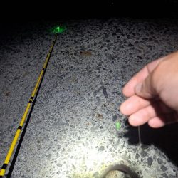 厳しいアナゴ釣り