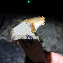 真夜中サビキ釣りと太刀魚調査