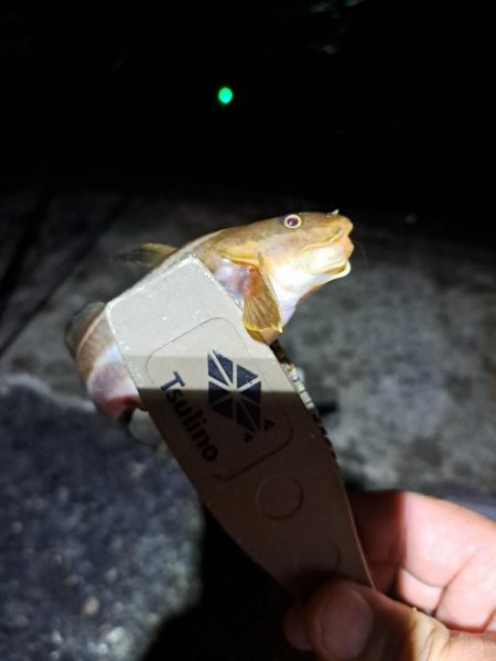 真夜中サビキ釣りと太刀魚調査