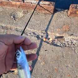 初めてのトビウオ