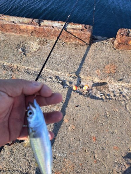 初めてのトビウオ