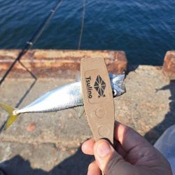 スレてきたトビウオ