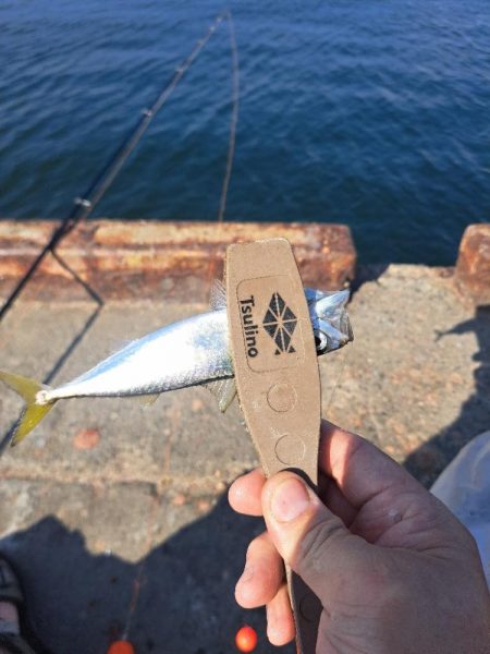 スレてきたトビウオ