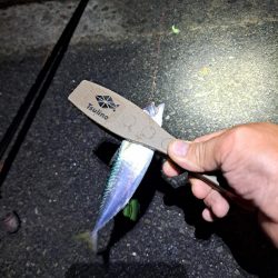 真夜中爆釣小アジ