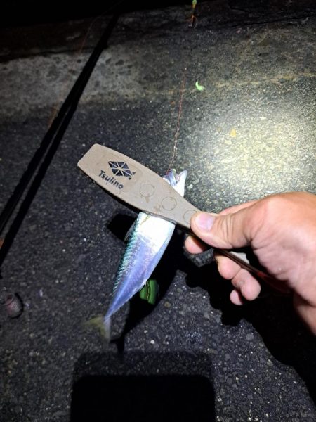 真夜中爆釣小アジ