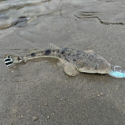 マゴチとセイゴとソゲ。