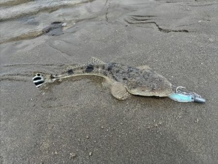 マゴチとセイゴとソゲ。