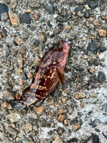 キジハタ数匹（お）