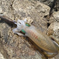 灼熱のデイゲーム