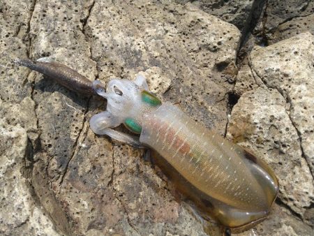 灼熱のデイゲーム