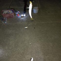 真夏のナイトファミリーフィッシング