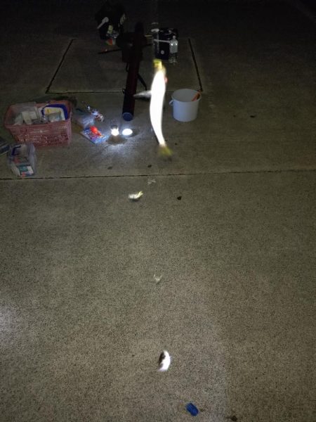 真夏のナイトファミリーフィッシング