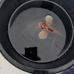 夏キスファミリーフィッシング2