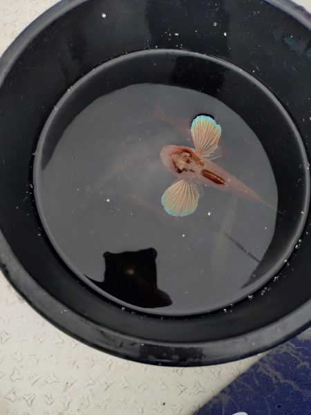 夏キスファミリーフィッシング2