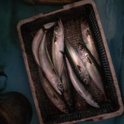 今年初の大田市イカメタル