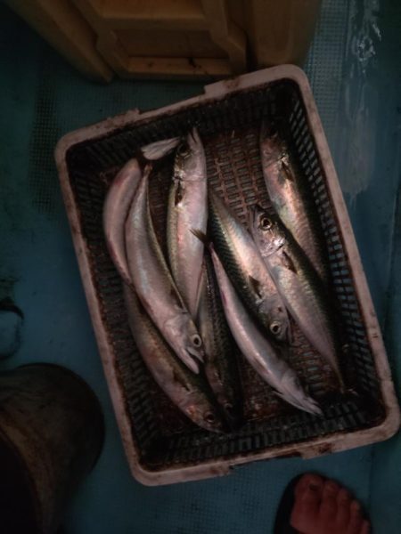 今年初の大田市イカメタル