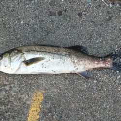 真夏のメソッド